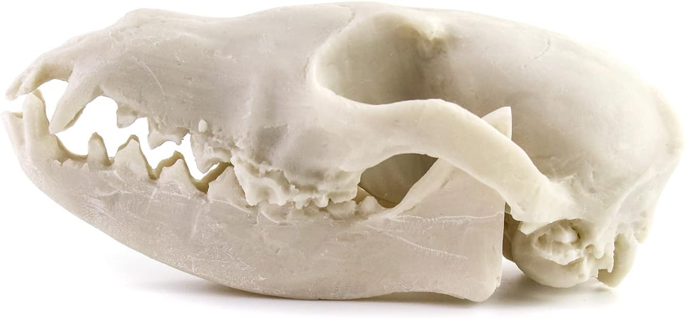 QWORK Fox Skull, Realistic Animal Skull Bones Fox Head Skeleton Natural Teeth Bone Specimen Model for Home Collectible Decoration Halloween Party