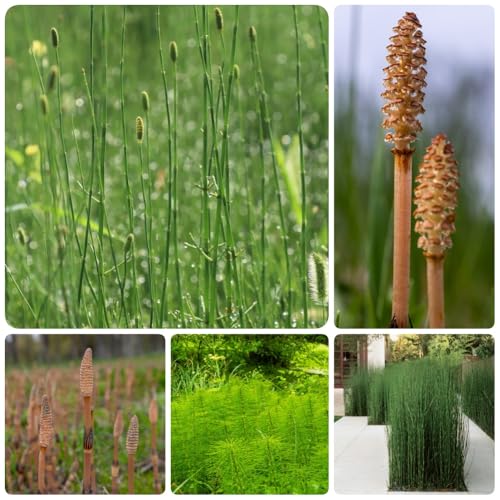 Semillas de hiemale de Equisetum, Semillas de perennes resistentes para el jardín semillas de cobertura del suelo 500pcs