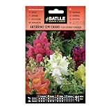 Semillas Batlle - Antirrino SEMI ENANO f. gde Vdo