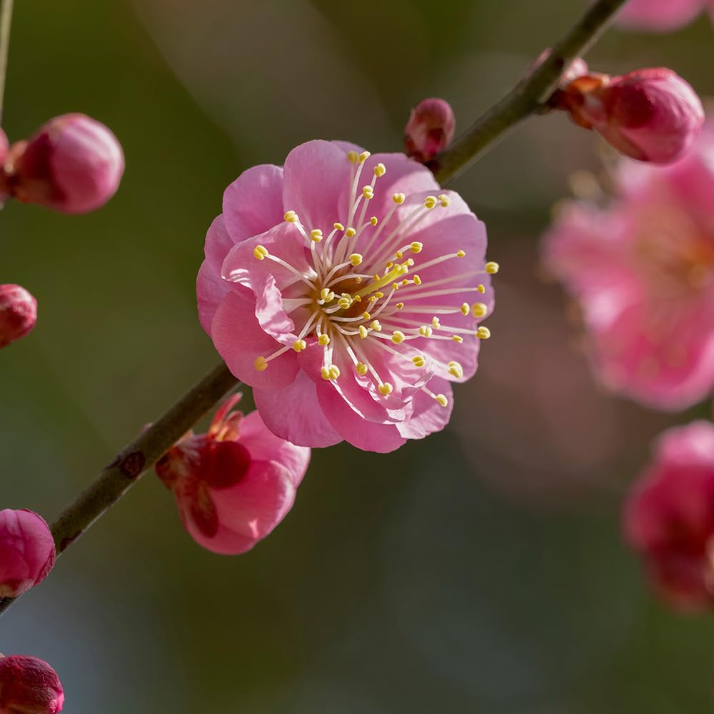 Amazon.co.jp: 花梅 ピンク花八重咲き 4～5号 1個売り【品種で選べる
