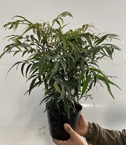 Amazon.co.jp: 【15本セット】マホニア コンフューサ 樹高0.3m前後  