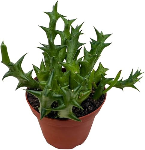 Miniatura 1 de BubbleBlooms Orbea Stapelia Schweinfurthii, Huernia con flores de naranja rara de 4 pulgadas