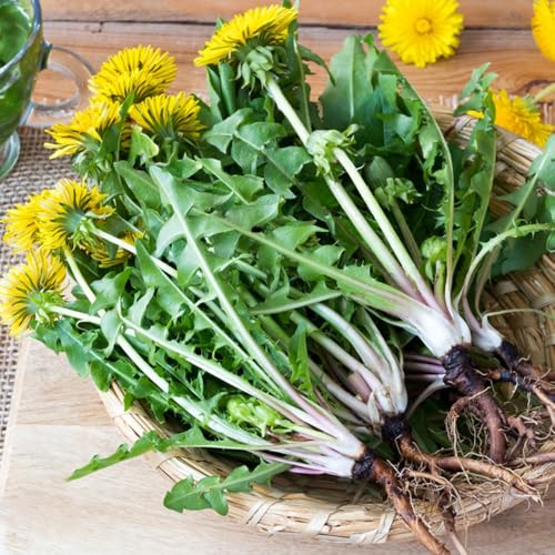 semillas de diente de león orgánicas - balcón jardín interior resistentes 3000pcs