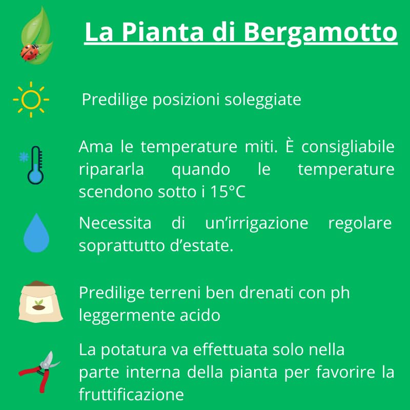 Bergamotto Pianta di Bergamotto su vaso cm 20 altezza 70/80 cm