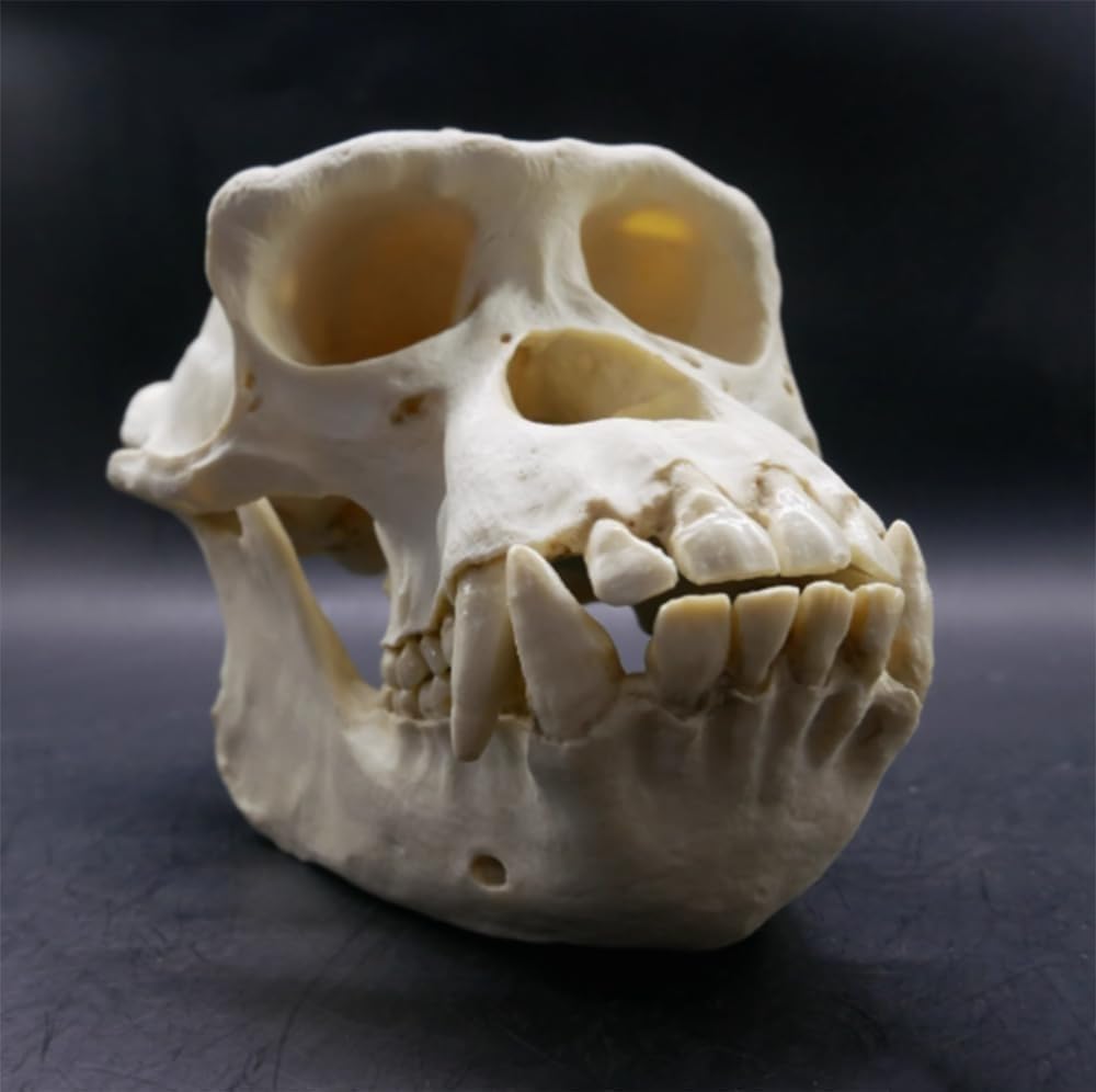 Modelo anatómico de cráneo de chimpancé, réplica de resina de cabeza de animal de tamaño natural, for decoración del hogar de Halloween y educación científica, estudio de enseñanza.