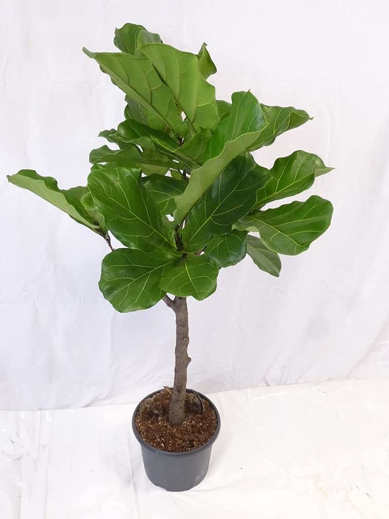 Palmenlager] - XL Ficus lyrata Hochstamm verzweigt 160 cm - Geigenfeige //  Zimmerpflanze : Amazon.de: Garten