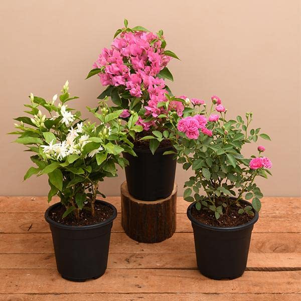 Top 3 Flowering plants to Enhance Garden Beauty (B0BBGWRCXM) Amazon Price History, Amazon Price Tracker