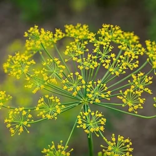 semillas de eneldo orgánico culinarias, eneldo perenne de jardín de cobertura del suelo 200pcs