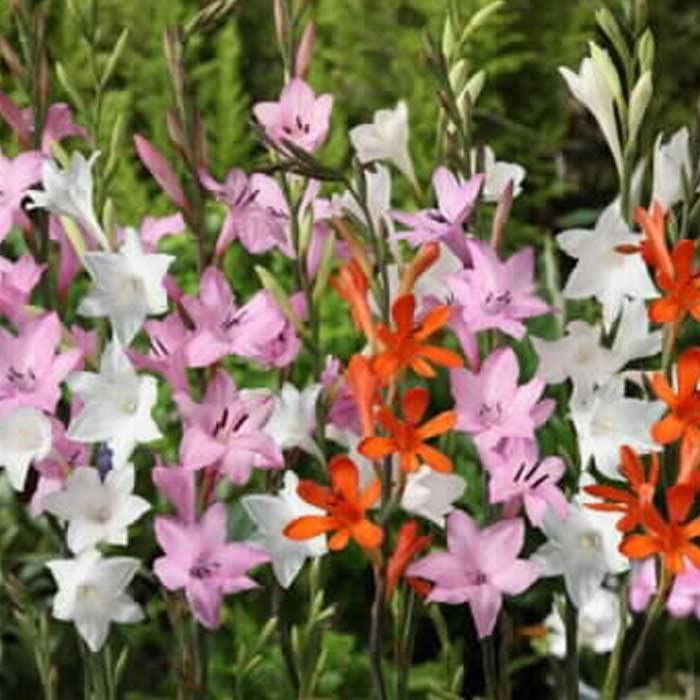 Amazon.co.jp: ワトソニア 混合 4球 球根 植えっぱなし 秋植え : DIY