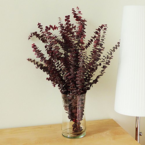 NETTLETON HOLLOW Red Eucalyptus Branches, 16 Oz.