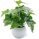 HCCY Fake Ivy Plants 10.6" with Leaves Artificial Plants Decorative for Home Decor Faux Plants in Po