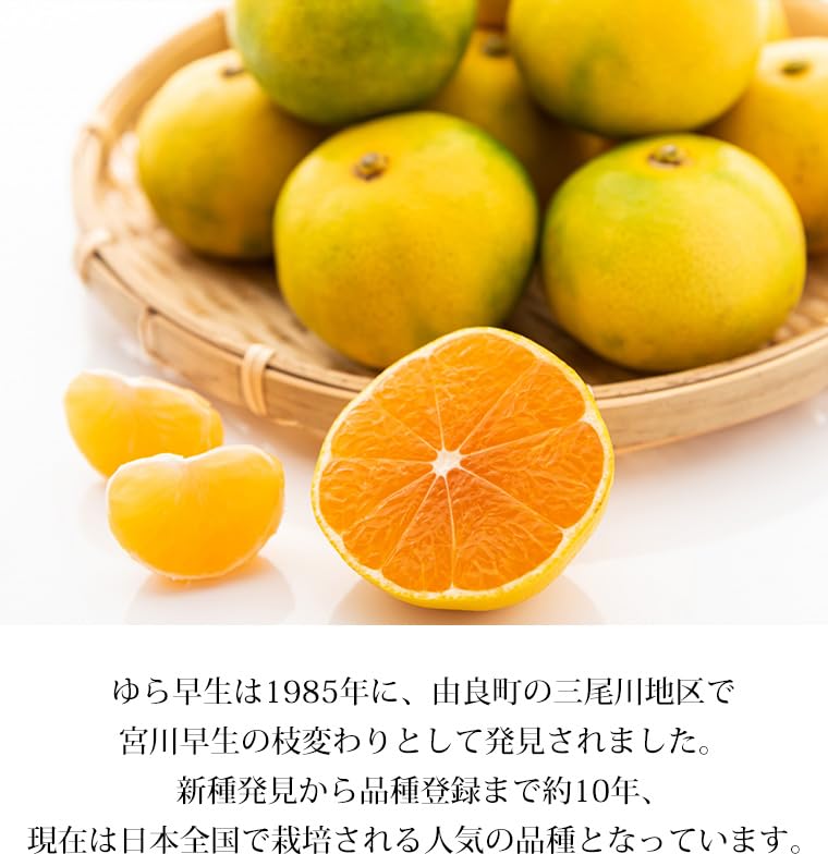 mono様　和歌山県産ゆら早生みかん　3S10kg、5kg mono様 和歌山県産ゆら早生みかん 3S10kg、5kg Amazon.co.jp