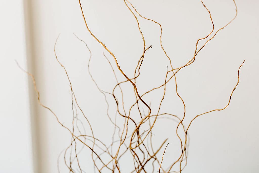 Green Floral Craft 12 Stem Dried Curly Willow Branches 34 Feet Tall