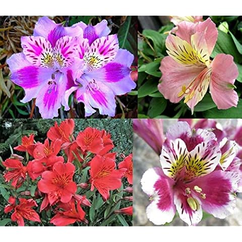 Mix Canna Lily Seeds by S-pone Cover