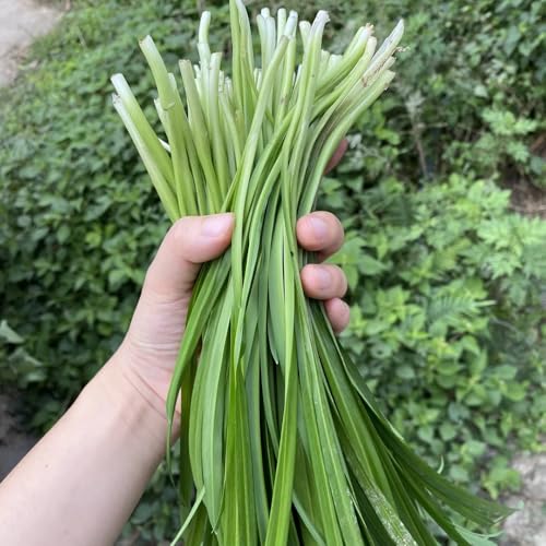 Semillas de cebollino - balcón Allium tuberosum - semillas de tradicionales jardín rocas resistentes 800pcs