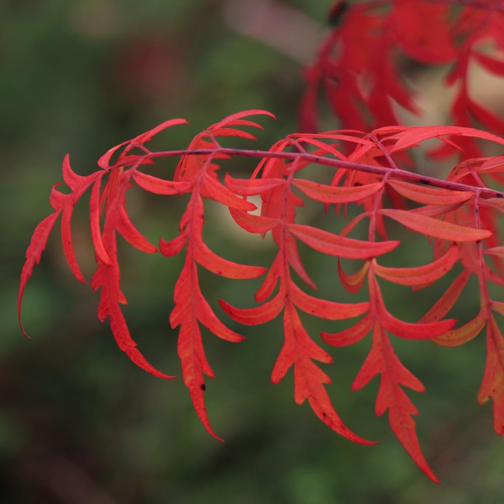 Rhus Glabra 'Laciniata' - Scarlet Sumac, Architectural Shrub with Dramatic Autumn Foliage & Bright Red Fruit - 2X 3.6 Litre Potted Plants by Thompson & Morgan