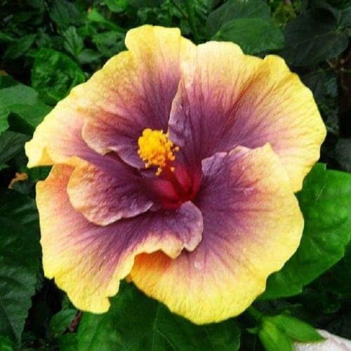 10 Rare Purple Yellow Hibiscus Seeds Perennial Hardy Seed Flower Garden Exotic