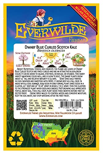 Everwilde Farms - 500 Dwarf Blue Curled Scotch Kale Seeds - Gold Vault Jumbo Seed Packet #TOP1