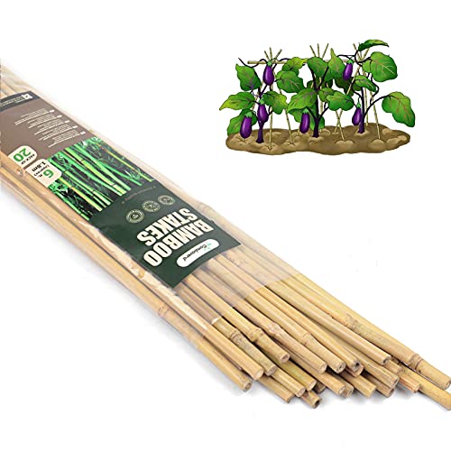 Cambaverd 6ft Bamboo Garden Stakes Eco-Friendly Plant Stakes 6 Feet Bamboo Poles for Tomatoes Beans Climbing Plants Support - Pack of 20 Bamboo Stakes