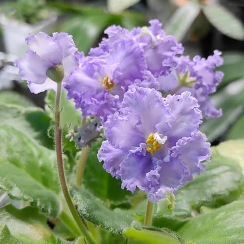 semi veri di violetta africana aiuola, balcone di violetta africana, selvatici da balcone, resistenti 80pcs