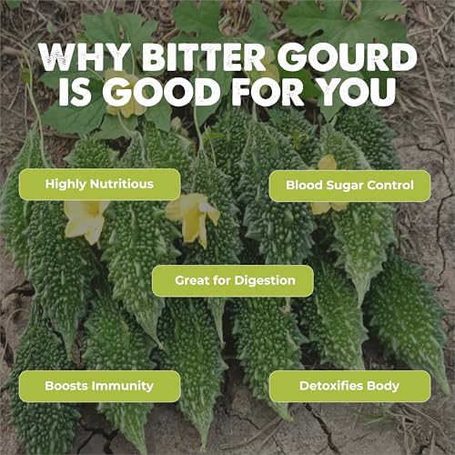 Image of Bitter Gourd (Karela, Pavakai) (20 Seeds) Vegetable Seeds for Home Garden, Organic & Hybrid, Perfect for Home Gardening, Planting For Pots and Patio
