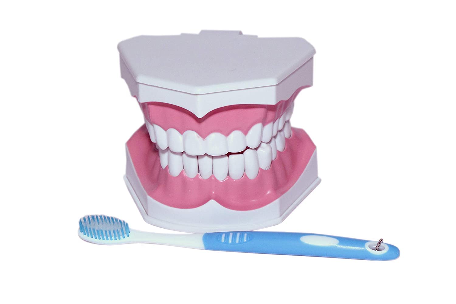 MEDAXO Oral Healthcare DENTAL Model with Removable Teeth | Includes Toothbrush | Educate Patients, Parents, Students or Children |Demonstrates Structure of teeth (B0BWTYWVH7) Amazon Price History, Amazon Price Tracker