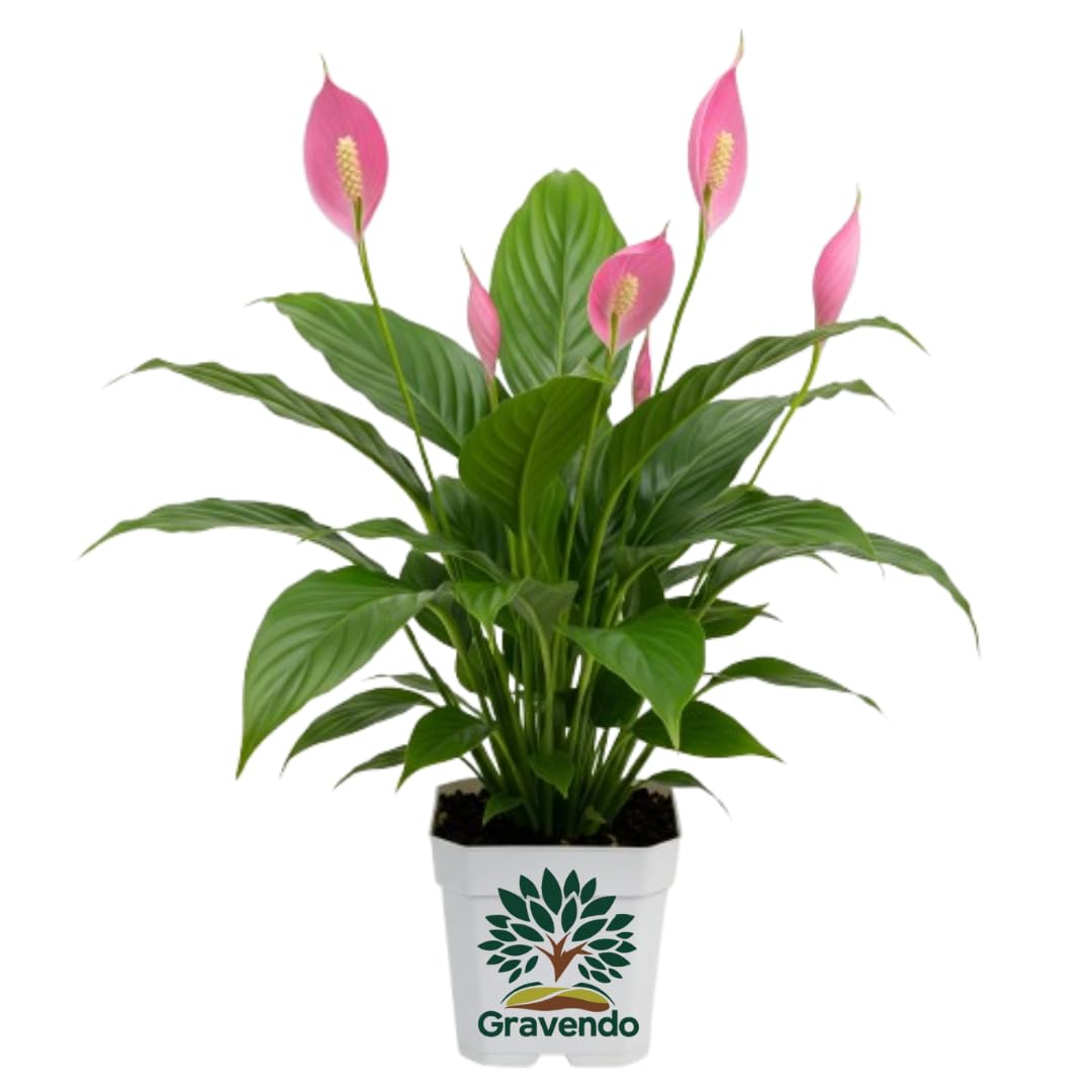 Gravendo Pink Peace Lily (Spathiphyllum) Live Indoor Plant with Flower Pot For Home Office and Living Room With Pot