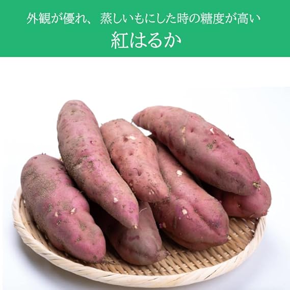 茨城県産無農薬さつまいも苗紅はるか150本 植物 観葉植物 翌日発送可能 Waterfordfoundation Org
