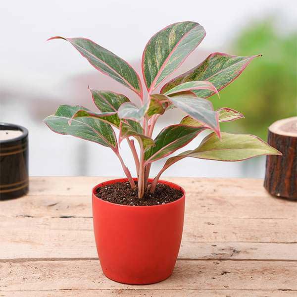 Plantorish_Aglaonema (Lipstick Single Stem) Natural Live Indoor Plant | Healthy Live Plant | For Home, Office, Livingroom, Bedroom, Garden Décor (Pack of 1)_F42-image-29