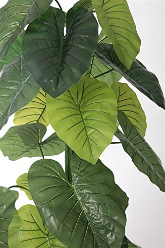 Consejos y comparativas para Comprar Plantas bambú gigante Top cinco. 17 Imagen adicional