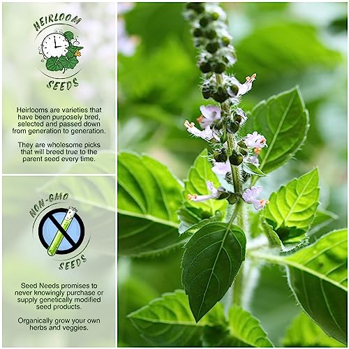 Seed Needs, Holy Basil/Tulsi Herb Seeds For Planting (Ocimum Sanctum) Heirloom, Non-Gmo & Untreated (2 Packs) #TOP1