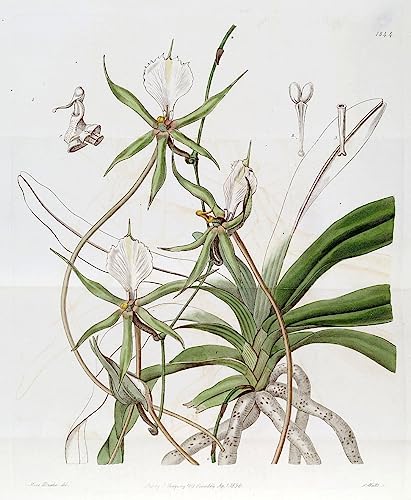 Toile Plectrelminthus Caudatus, impression d'affiches artistiques pour sublimer votre âme