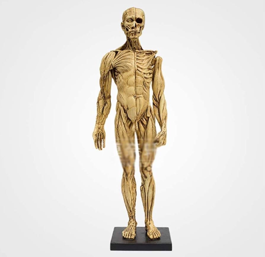 日本人体解剖学 上 南山堂 / 解剖学 / 日本人体解剖学 上巻