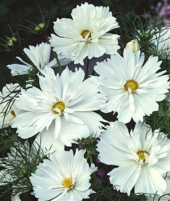 Cosmos, Psyche White Seeds-(100 Seeds)