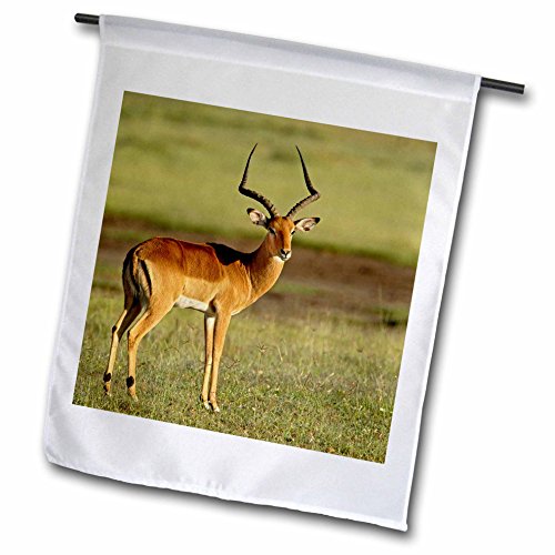 3dRose fl_69800_1 Male Impala, Lake Nakuru National Park, Kenya-AF21 AJE0721-Adam Jones Garden Flag, 12 by 18-Inch