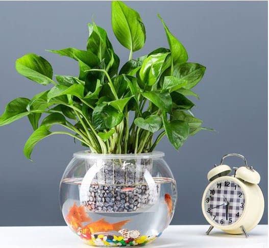 Amazon | 金魚鉢 水槽 アクアリウム 苔テラリウム テラリウムハイドロ