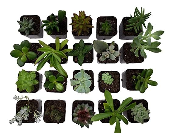 3 Inch Set of 100 Pots Square Nursery Seed Seedling Germinating Pot Cup Set | Heavy Duty Highly Durable Plastic Plant Pot for Balcony (B0CWVPBDRJ) Amazon Price History, Amazon Price Tracker