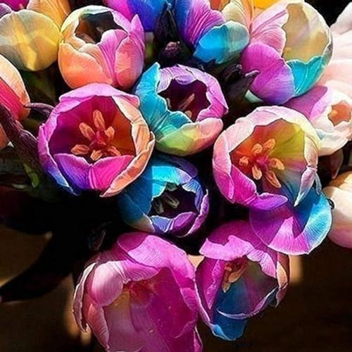100 Unids Raras Semillas de Bulbos de Tulipán Perfume Flor Jardín Planta en Maceta Bonsai Decoración Semillas de Jardinería para Plantar Ahora Semillas de tulipán