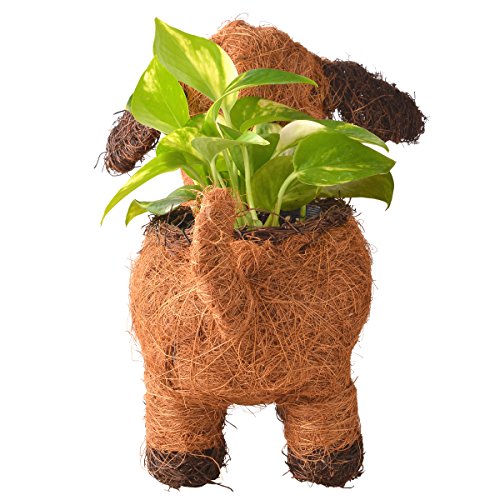 花のギフト社『メッセージ・リボン付きわんわんバスケットポチ＆ポトス』