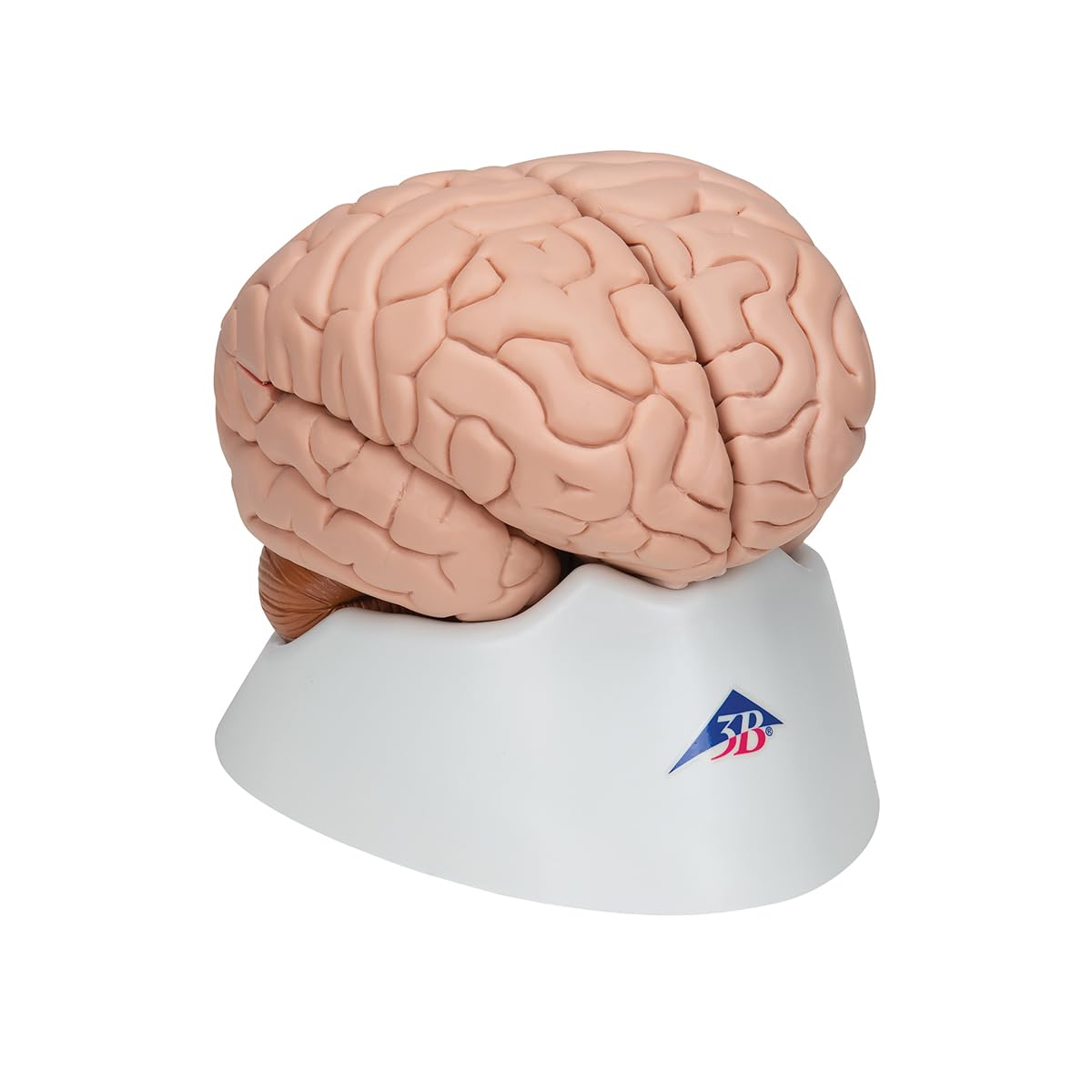 3B Scientific C17 Encéfalo de Lujo, desmontable En 8 Piezas - 3B Smart Anatomy