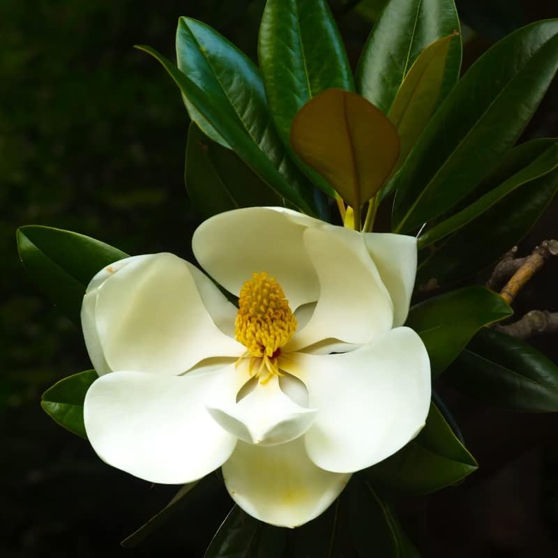 Miniatura 3 de Sweetbay Árbol de magnolia planta viva, arbusto de flores de magnolia blanca, maceta de 10 a 18 pulgadas de alto, arbusto de magnolia fragante listo