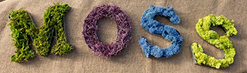 21669 Renna conservata con muschio, Chartreuse