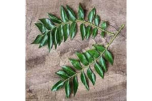 Cultivate Culinary Delights: New Fresh Curry Leaf Seeds for Planting