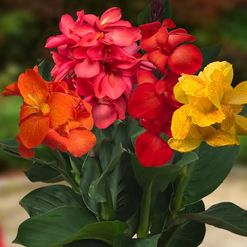 Canna Sorten Die 15 besten Produkte im Vergleich & Angebote