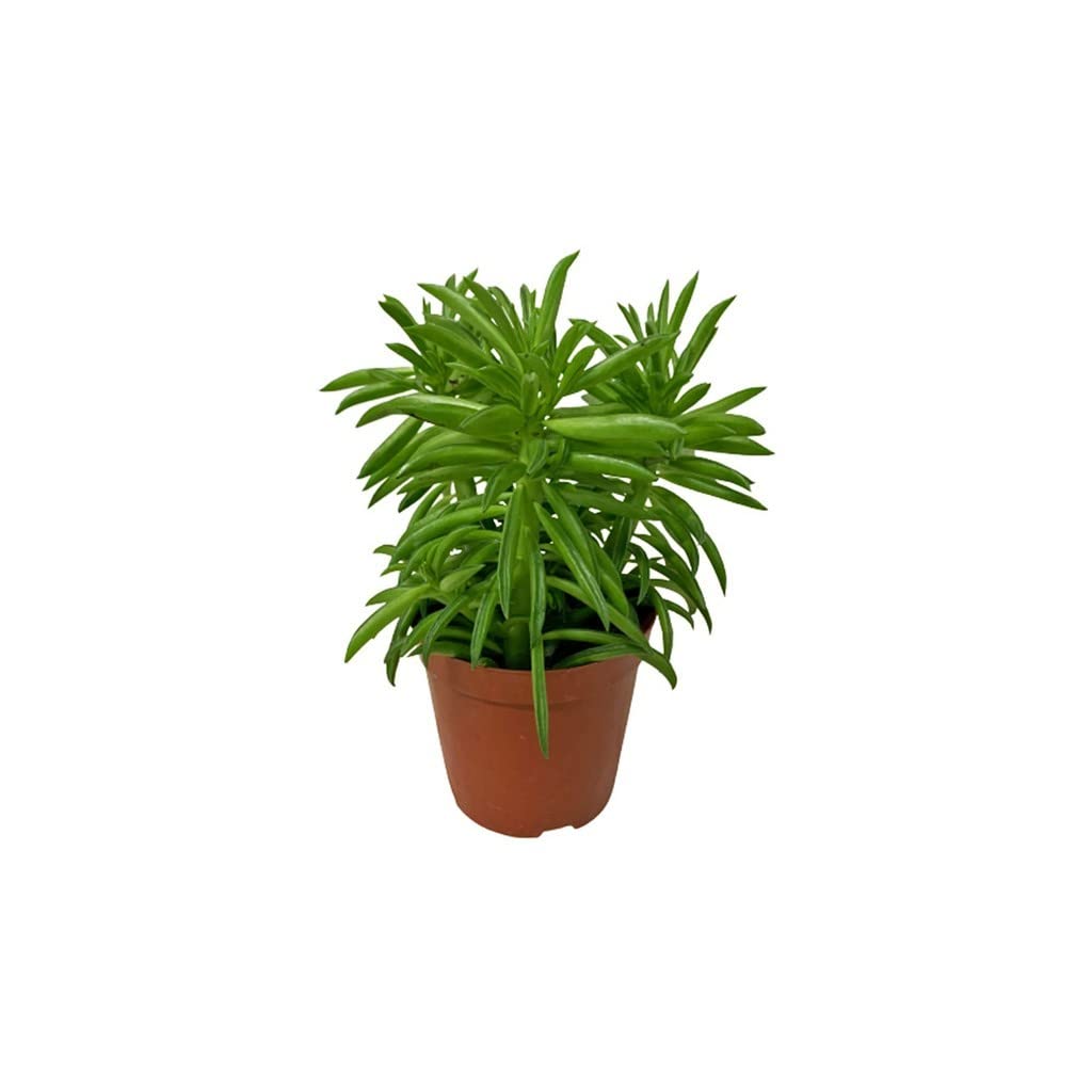OhhSome Succulent Live Plant Peperomia Ferreyrae, 7 Cm Pot Indoor Plants For Dark Rooms (Air Purifier Healthy Plant) (B09WRMKD9P) Amazon Price History, Amazon Price Tracker