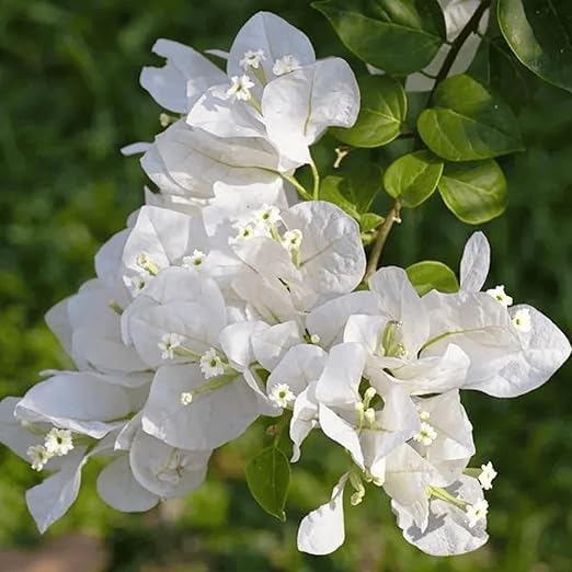 Image of Nutts Artificial Bougainvillea Silk Vines Creepers Hanging Flower Garland for Wedding & Home Decoration, Flower Garland (2, White)