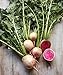 Burpee Watermelon Radish Seeds 300 seeds