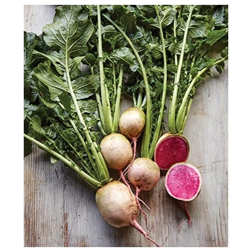 Burpee Watermelon Radish Seeds 300 seeds
