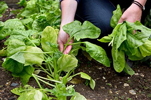 Image of Palak seeds desi (250 seeds)
