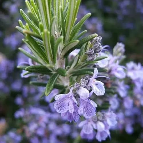 semi di rosmarino, regali per gli amanti del giardino prodotti sostenibili giardino di semi rare medicinali selvatiche balcone 150pcs
